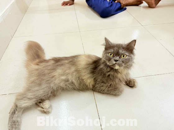 Persian female cat